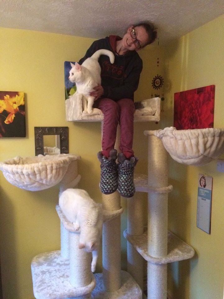 29511518 749321738919 8256843544944517325 n - Cat Tree For Large Breeds