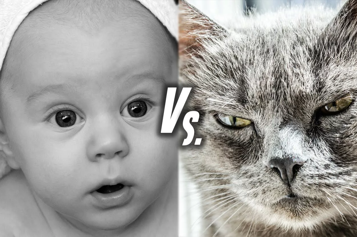 10 Reasons Cats Are Easier Than Kids!