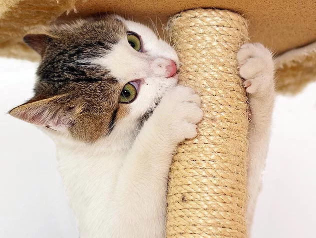 Scratching Post For Kittens
