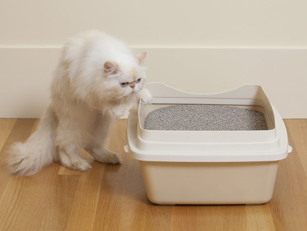 cat not using litter box