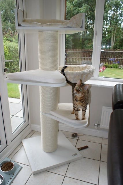 209488273 3079706505596601 1156121390594358625 n - Cat Tree For Large Breeds