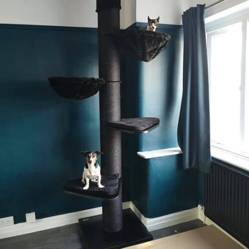 226663689 3081054352128483 1030616453310280414 n 500x500 - Cat Tree For Large Breeds