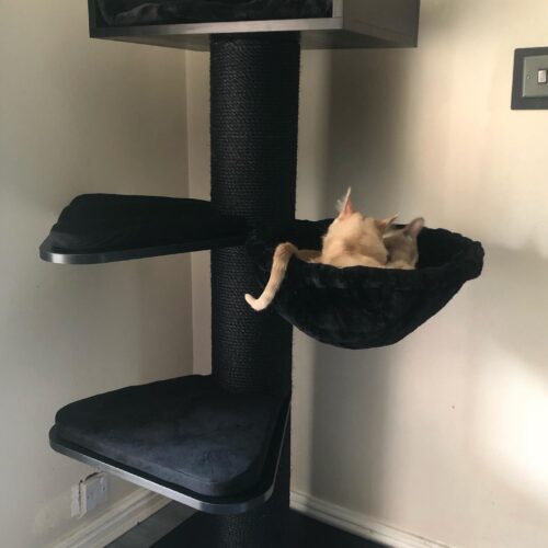 227971695 126775642987552 4426653898940975024 n 500x500 - Cat Tree For Large Breeds