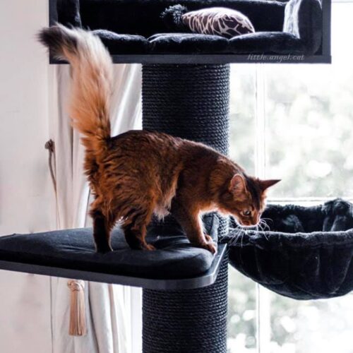 239541710 3101597000074218 4690712491319912097 n 500x500 - Cat Trees For Maine Coons (2021)