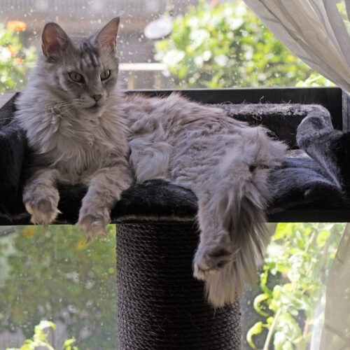 Thanos1 500x500 - Cat Trees For Maine Coons (2021)