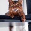 Maine Coon Royal Deluxe (Blackline)