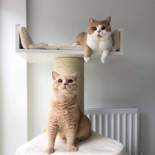 203100893 3080538645513387 6343903568282930683 n 500x500 - Cat Tree For Large Breeds