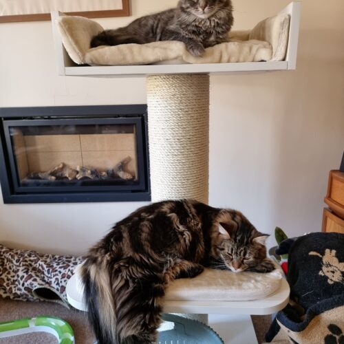274650334 10166426961255597 5585492587539436646 n 500x500 - Cat Tree For Large Breeds