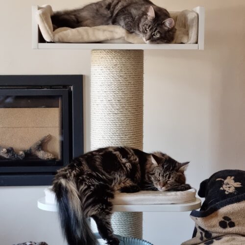 274732893 10166426961020597 9162912898201607865 n 500x500 - Cat Tree For Large Breeds