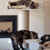 Maine Coon Royal Crown De Luxe Plus (Cream) - Image 11