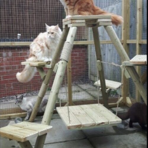 Outdoor Cat Trees Uk T S, Outdoor Cat Trees For Large Cats Uk