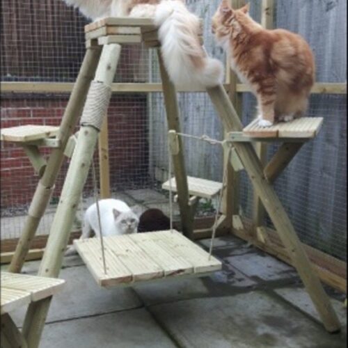 Outdoor Cat Trees Uk T S, Outdoor Cat Trees For Large Cats Uk