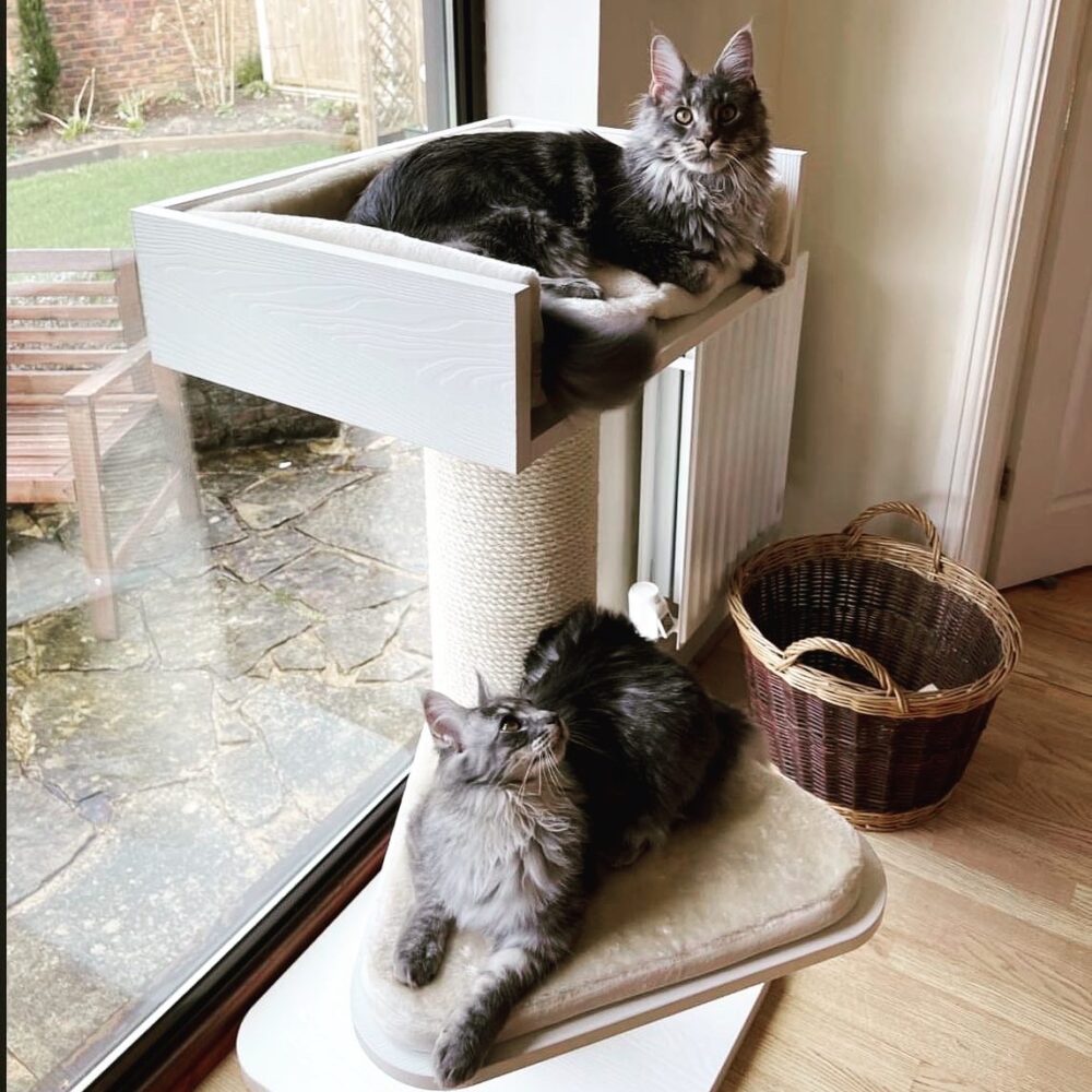 Cat Trees | LOWEST PRICES GUARANTEED | FREE DELIVERY