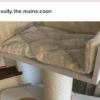Maine Coon Royal Crown De Luxe (Cream) - Image 5