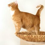 Cat Trees | LOWEST PRICES GUARANTEED | FREE DELIVERY