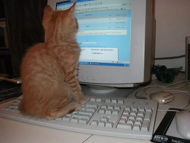 Why Do Cats Like Keyboards!