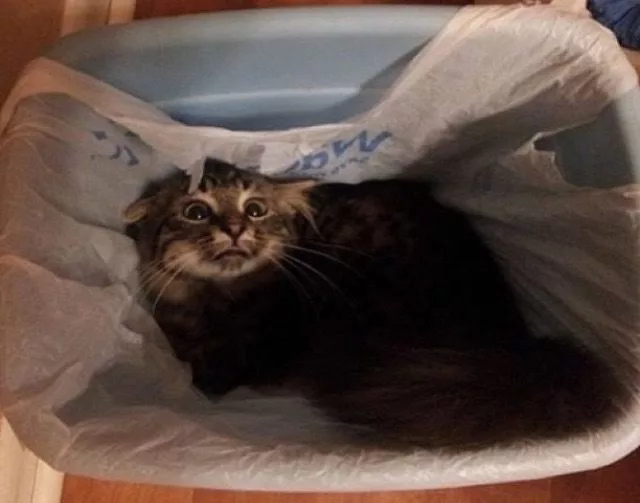 Keeping Cats Out of the Trash