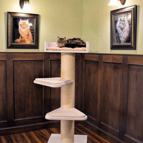 royalty1 500x500 - Cat Trees In France