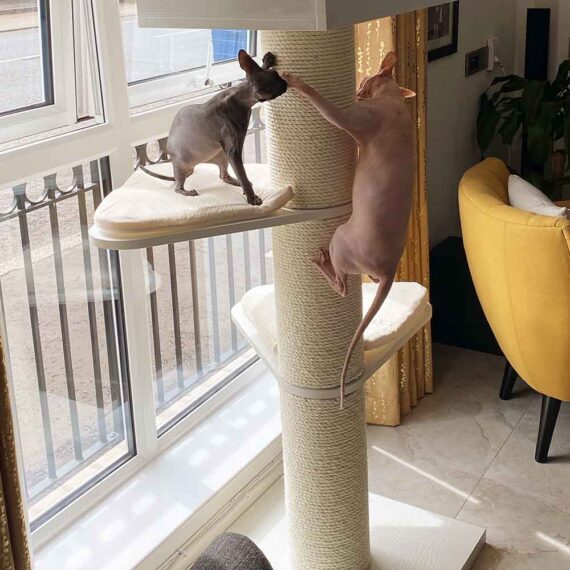 XXL Maine Coon Cat Trees FAST & FREE DELIVERY & LOWEST PRICE