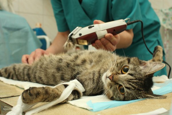 Caring For Your Cat After Surgery