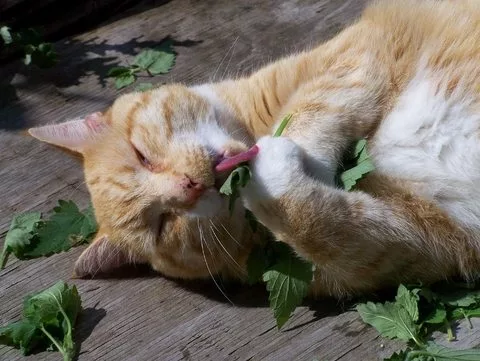 Catnip Effects On Cats