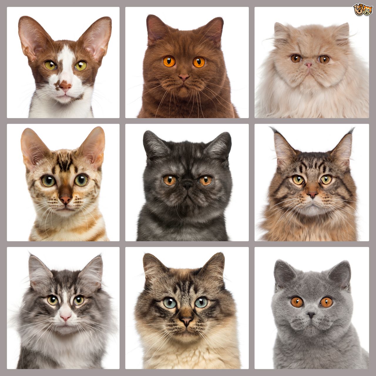 Cat Breeds: How Can I Identify My Cat's Breed?