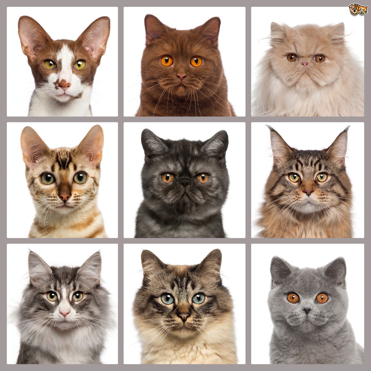 How To Choose Your Cat s Breed Cat Tree UK