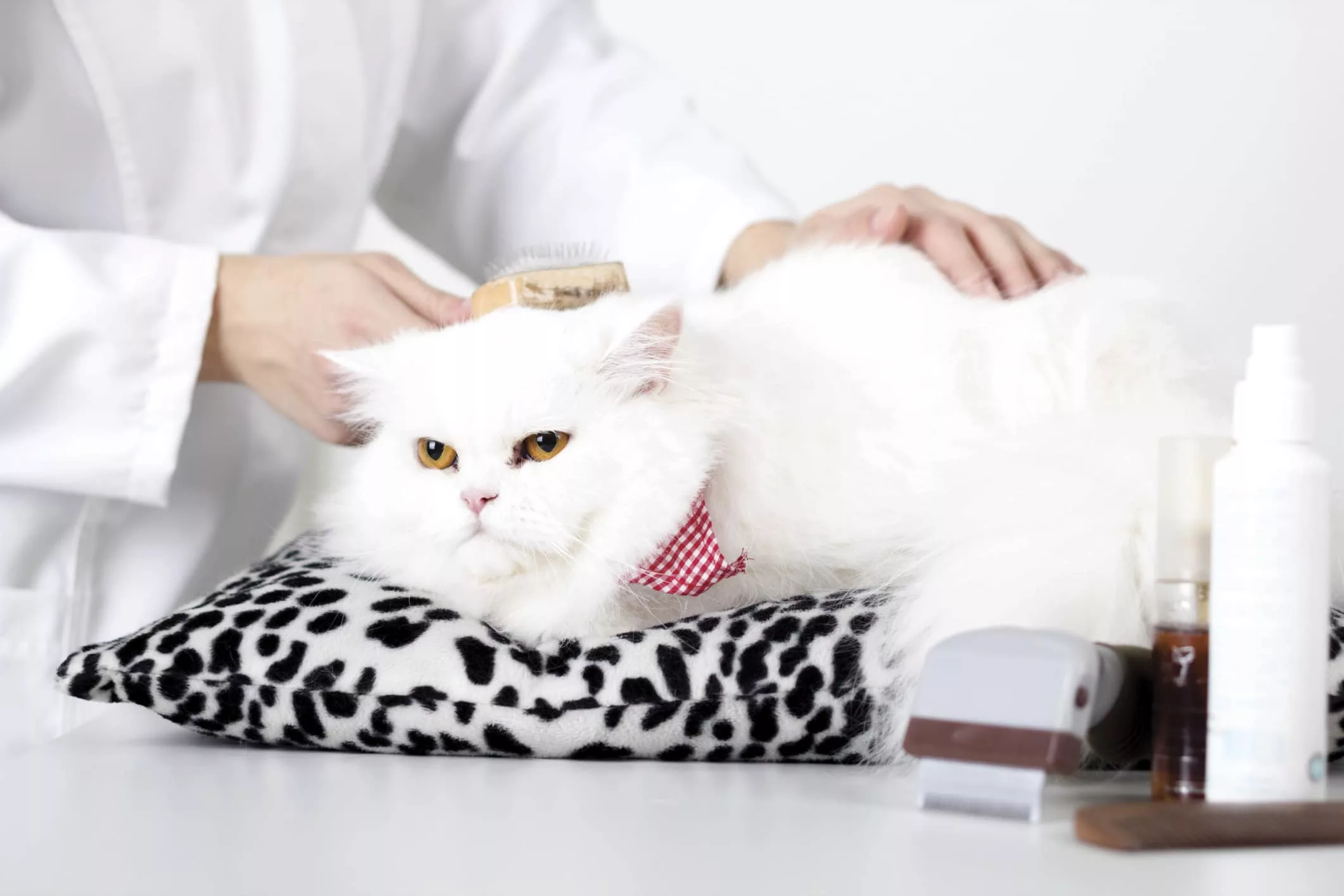 Hints And Tips For Professional Cat Grooming