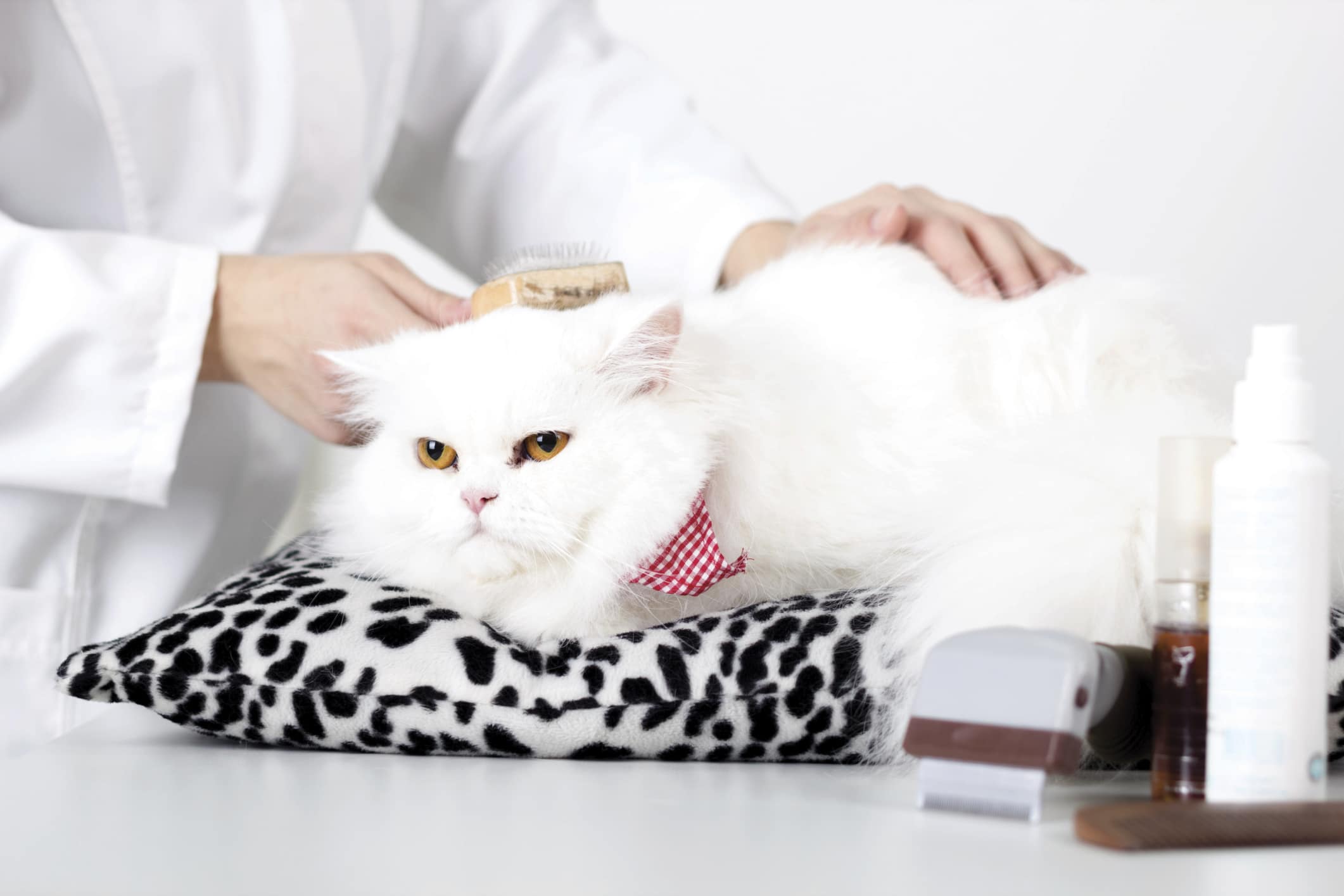 Hints And Tips For Professional Cat Grooming Cat Tree UK
