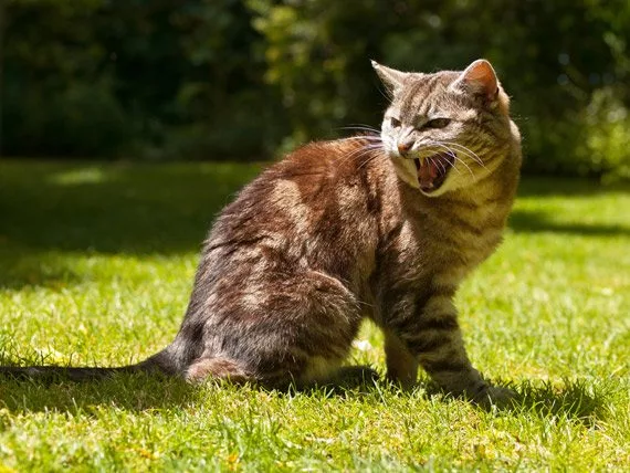 How To Handle Aggression In Your Cat