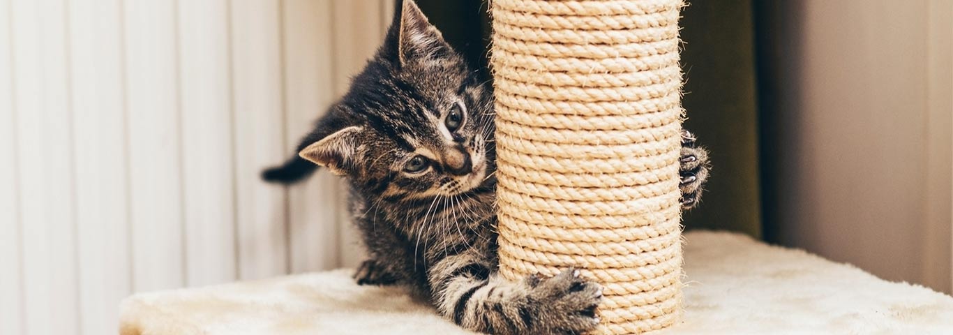 Get a cat to use sales scratching post