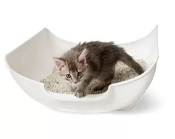 How to Train Kittens to Use the Cat Litter Box