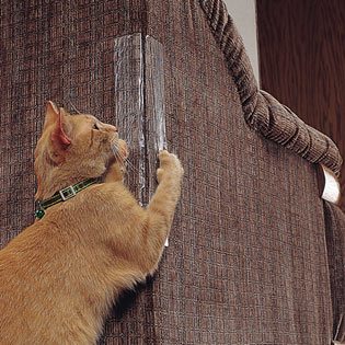 Should You Punish Your Cat for Scratching?