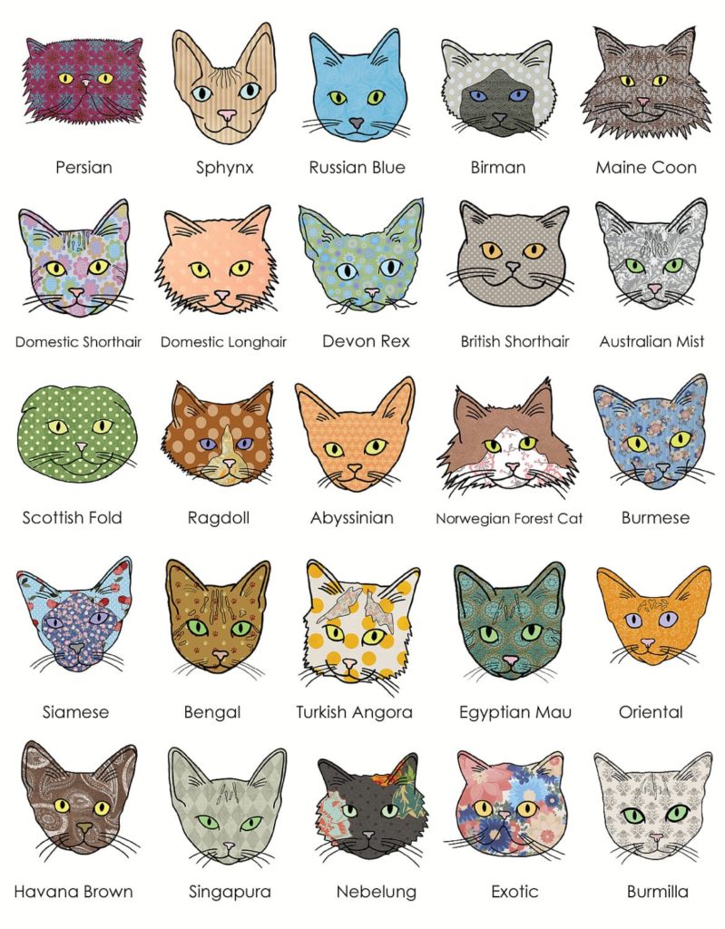 The Essential A Z Cat Breed Guide 799x1024 
