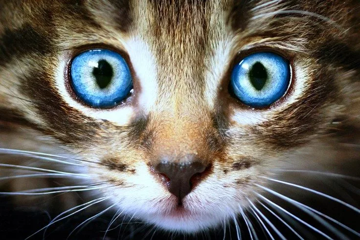 The Mystery Of Cats Eyes..
