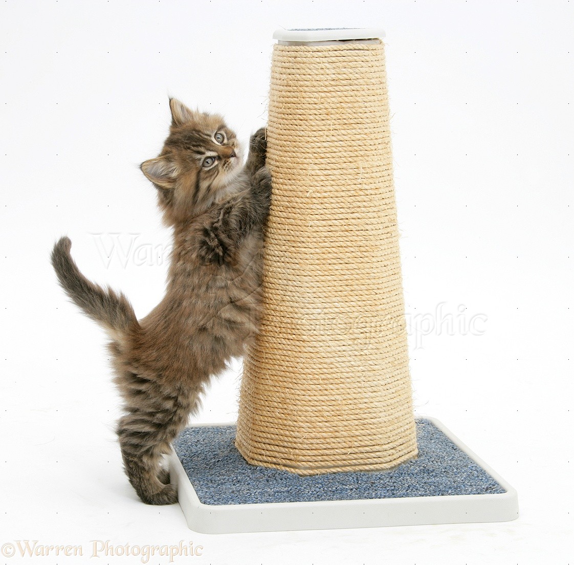 Когтеточка для кошки интернет магазин. Валберис когтеточка для кошек. Когтеточка Trixie (48001). Rurri когтеточка. Угловая когтеточка для кошек.