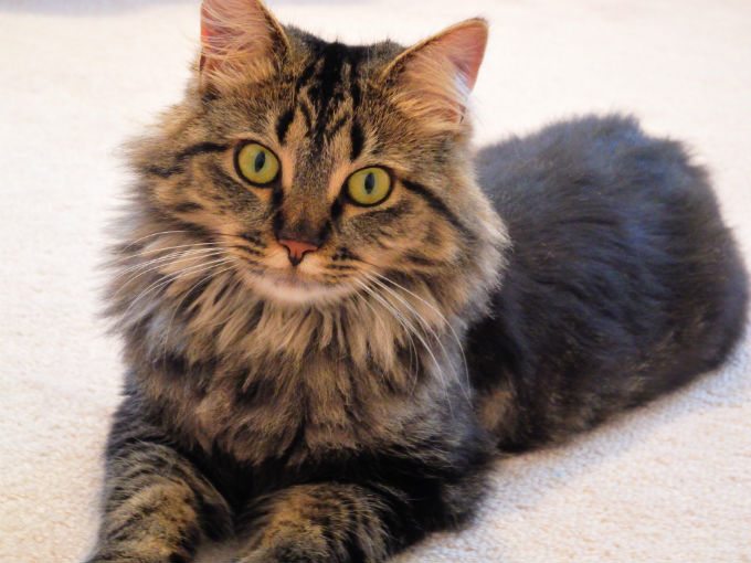 Why Maine Coons Are Gentle Giants