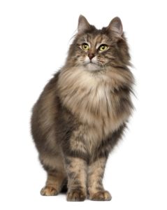 Cat Trees For Norwegian Forest Cats | LOWEST PRICE GUARANTEED