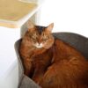 The Groovie Cat Bed