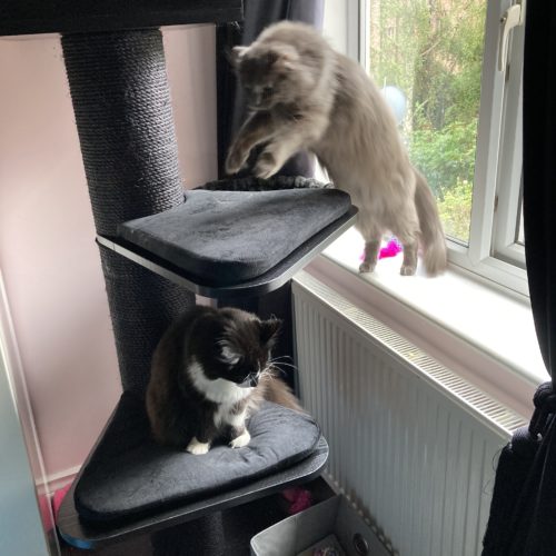 image 500x500 - Cat Trees For Maine Coons (2021)