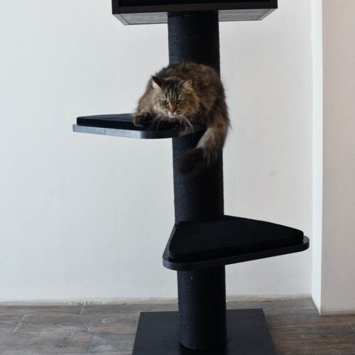 royal3 500x500 - Cat Trees For Maine Coons (2021)