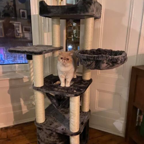 126289424 1327798487568821 2014124555188238418 n 500x500 - Cat Tree For Large Breeds