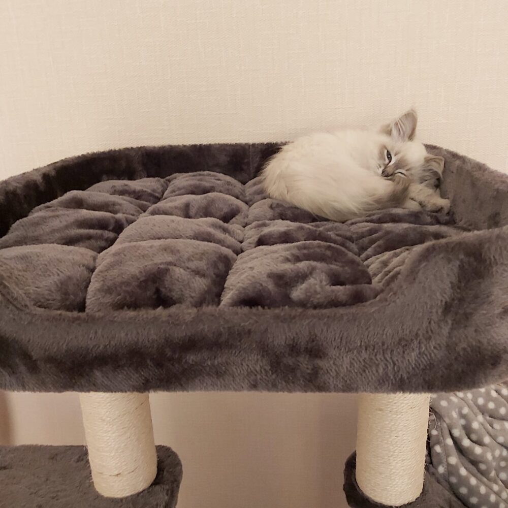 Curated Mood Swings In Cats Gallery View 46