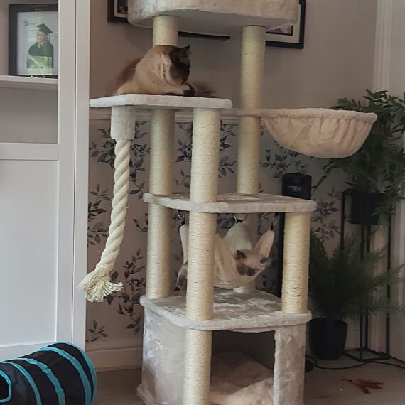 Cat Trees | LOWEST PRICES GUARANTEED | FREE DELIVERY