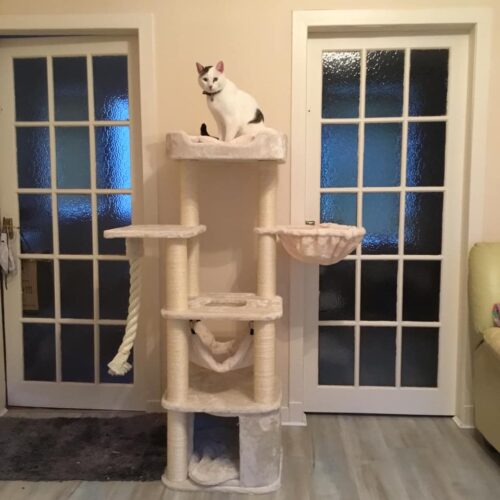 192983120 5458404907567850 4503337034736083160 n 500x500 - Cat Tree For Large Breeds