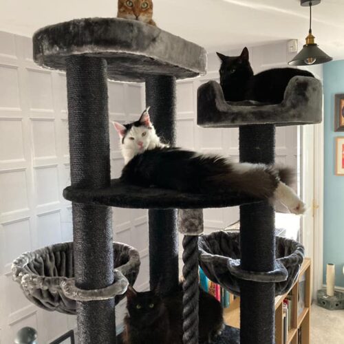 199055068 10165400573955711 1976857676734846758 n 500x500 - Cat Tree For Large Breeds
