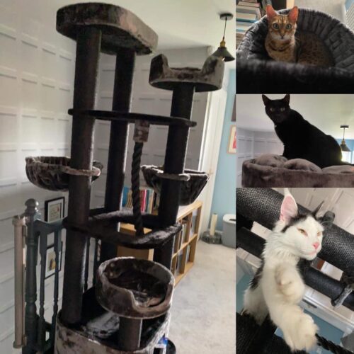 200147048 10165400573960711 6607928103930620036 n 500x500 - Cat Tree For Large Breeds