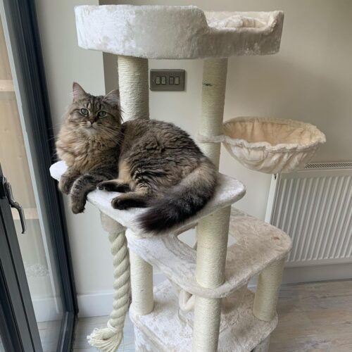206139860 242569010629202 3056950642499088536 n 500x500 - Cat Tree For Large Breeds