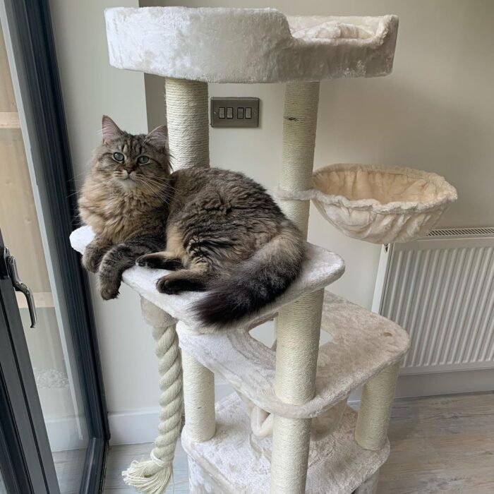 Ragdoll Zada Cat Tree | LOWEST PRICES GUARANTEED | FREE DELIVERY