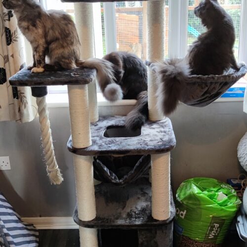 240701172 198857948944210 996401761857213600 n 500x500 - Cat Tree For Large Breeds